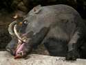babby's first rusa.jpg