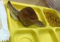 school-lunch.jpg