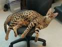 meow.jpg