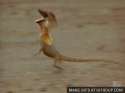 frilled-lizard-o.gif