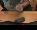 fuck_you_hamster.jpg