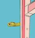 snaek.jpg