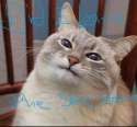 cat.png
