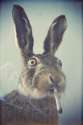 mother_of_hare.jpg