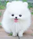 6-108866-white-teacup-pomeranian-1436221423.jpg