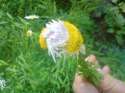 weird flower.jpg