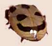 smile bug.png