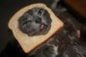 breadcat1.jpg