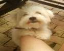 maltese-fox-terrier-mix-brax-21692220.jpg