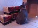 Bunny with Ammo.jpg