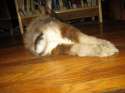 bunny-1.jpg