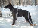 juggehund.jpg