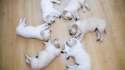 Puppies_in_perfect_order.jpg