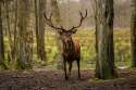 powerful_stag_by_quiet_bliss-d9kosxo.jpg