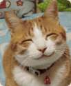 calmkitty.png