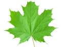 leaf.jpg