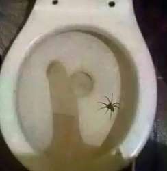 SPODER.jpg