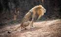 2015-07-Lion-Piece-of-Shit.jpg