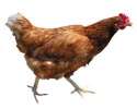 chicken.jpg