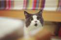 perpetually_surprised_cat_2.jpg