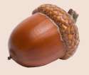 acorn.png