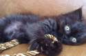 blackpussy.png
