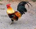 cock.jpg