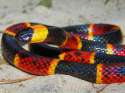 coralsnake2.jpg