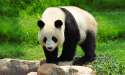 panda.jpg