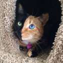 cat mix.jpg