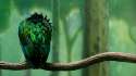 01819_birdonabranch_1920x1080.jpg