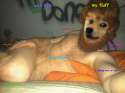 tj_doge_med.png