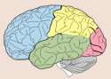 220px-Lobes_of_the_brain_NL.svg.png