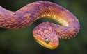 leaf-snake02.jpg