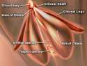Clitoral-Anatomy.png