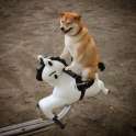 shibe3.jpg