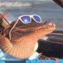 croc.png