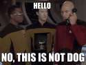 dog-picard.jpg