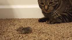 mouse hunter.jpg