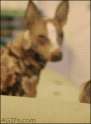 sober dog at the club- this one gets progressively funnier.gif