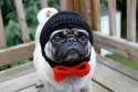 Sad Pug.jpg