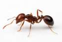 ant.jpg