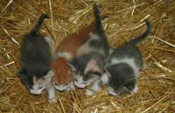 barn-kitties.jpg