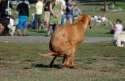 dawg_poopin.jpg