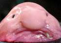 blobfish.jpg