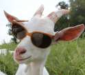 Goat.jpg