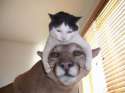 Mountain lion.jpg