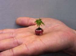 the-world_s-top-10-most-unusual-bonsai-trees-6.jpg