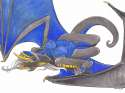 calolily_img_0001.jpg