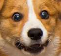doge468.jpg